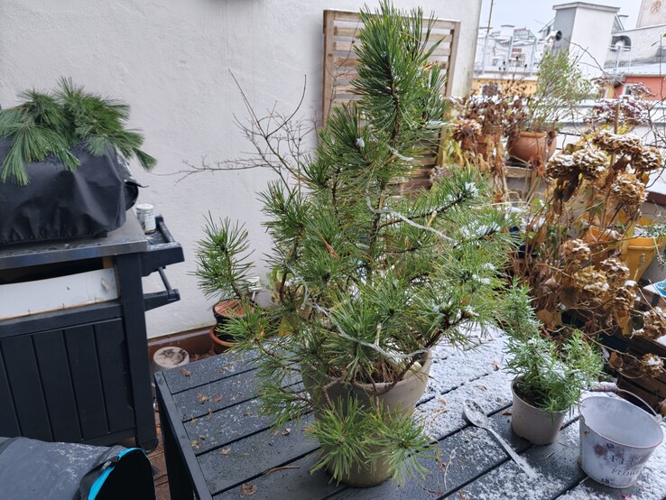 Egy növény fotója az Oppo Find X9 készülékkel.