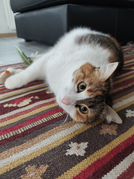 Felvétel a fő kamerával