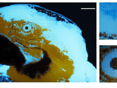 Egy 250 × 350 képpontos, többszínű, fluoreszkáló apró arakáns-kép, fotolitográfiával készítve.