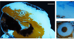 Egy 250 × 350 képpontos, többszínű, fluoreszkáló apró arakáns-kép, fotolitográfiával készítve.