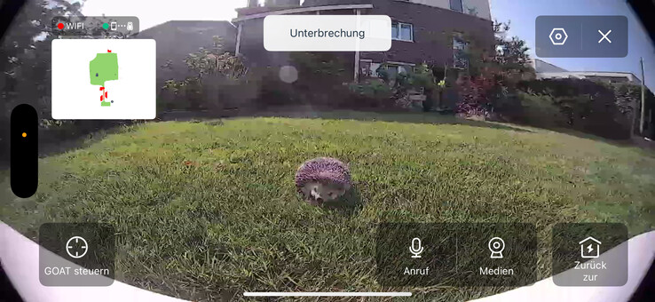 Dummy sündisznó élő videóban