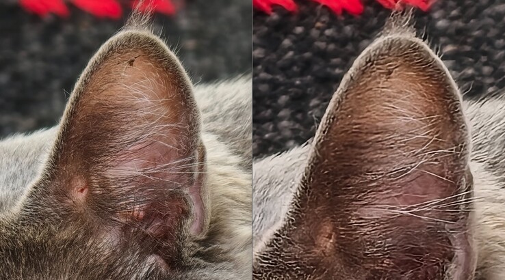 Az összehasonlítás egyértelmű. Balra: Telekonverterrel 400 mm-nél. Jobbra: Telekonverter nélkül