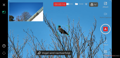Az alkalmazás kijelzője a madarak automatikus rögzítéséhez (Kép forrása: Marc Zander / Notebookcheck)