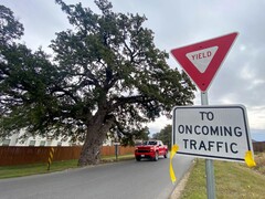 A Jolene tölgyfa az Old Stagecoach Roadon Kyle Texasban (Kép forrása: Maya Fawa/KUT News)