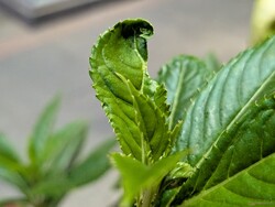 Makró felvétel a fő kamerával