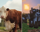 A Minecraft Tiny Takeover frissítésből származó képernyőmentés, amely a játékban lévő teheneket hasonlítja össze egy valódi tehénnel