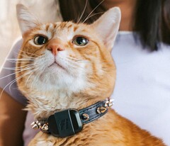 A Fi Mini nyomkövető lehetővé teszi a tulajdonosok számára, hogy nyomon kövessék háziállataik fittségét és tartózkodási helyét. (Kép forrása: Fi)