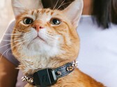 A Fi Mini nyomkövető lehetővé teszi a tulajdonosok számára, hogy nyomon kövessék háziállataik fittségét és tartózkodási helyét. (Kép forrása: Fi)