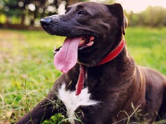 Egy kutya kidugja a nyelvét a szájából (Kép forrása: Silvana Carlos via Unplash; vágva)