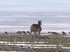 A Deep Robotics által kifejlesztett robotantilop július vége óta járja a tibeti felföldet. (Kép forrása: Globaltimes)