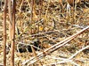 The robin can hardly be recognized with the x10 zoom