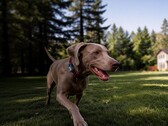 A Mova piacra dobta első háziállatok számára készült GPS-nyomkövetőjét: a SureTrack Pro-t.