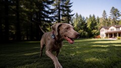 A Mova piacra dobta első háziállatok számára készült GPS-nyomkövetőjét: a SureTrack Pro-t.