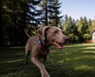 A Mova piacra dobta első háziállatok számára készült GPS-nyomkövetőjét: a SureTrack Pro-t.