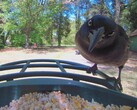 Közelről egy grackle