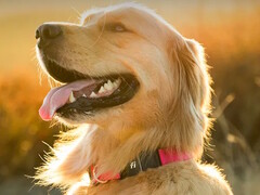 A Fi Series 3+ fitness nyakörv lehetővé teszi a kutyatulajdonosok számára, hogy nyomon kövessék kedvencük tartózkodási helyét és egészségi állapotát. (Kép forrása: Fi)