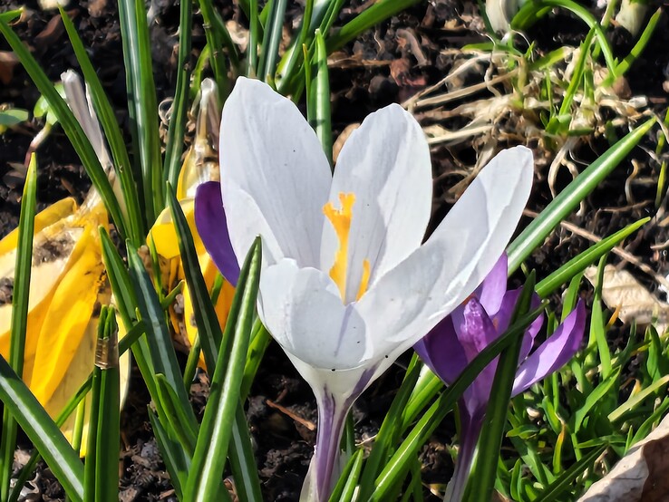 Motorola Edge 70 Fusion: Zoom 8x