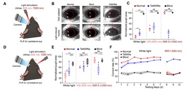 A tellúr retinaimplantátum tesztelése azt mutatja, hogy a vak egerek pupillái ismét reagálnak a látható és infravörös fényre. (A kép forrása: Science. DOI: 10.1126/science.adu2987)