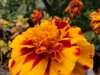 Macro mode
