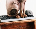 A Wallhack belép a játékosok számára készült billentyűzetek és egerek piacára.