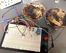 A teszteléshez két gombamemóriacellát csatlakoztattunk egy Arduino UNO mikrokontroller-fejlesztő lapra. (Kép forrása: LaRocco, J. et al. via PLOS One)
